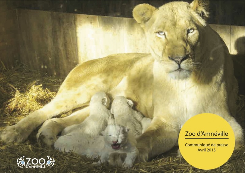 CP_lionceaux_Zoo_Amneville_avril_2015