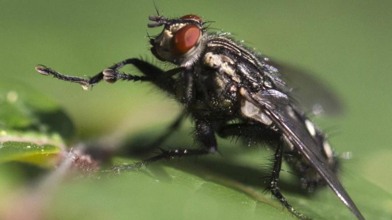 400 millions de mouches seront dispersées et permettront ainsi de limiter l'utilisation des pesticides. [Joel Saget / AFP/Archives] 