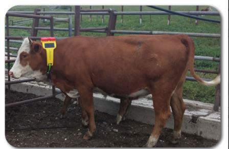 Une vache équipée du collier intelligent – Crédit photo : http://www.cattle-watch.com