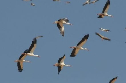 migration_cigognes_ciel_israel