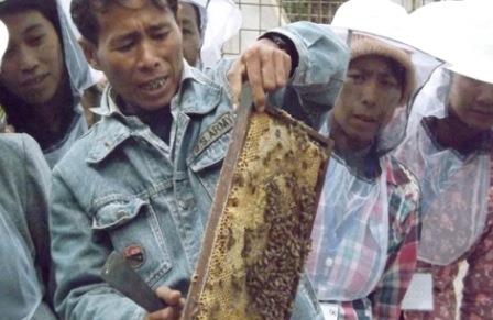 israe_birmanie_apiculture