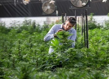Un ingénieur agricole examine des plants de cannabis dans l'enceinte de B.O.L (Breath of Life, souffle de vie) Pharma 