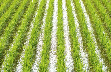 Première ! Université Ben Gourion et Netafim (Israël) : le goutte-à-goutte pour irriguer le riz bio en Californie.