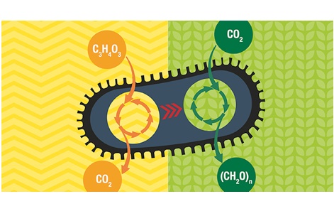 bactéries_sucre_co2