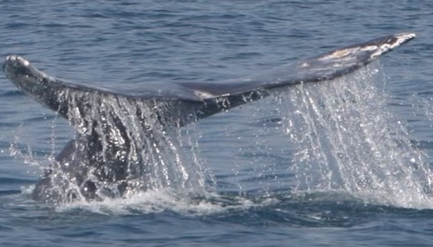 baleine