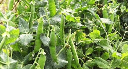 petit-pois_bgu_negev