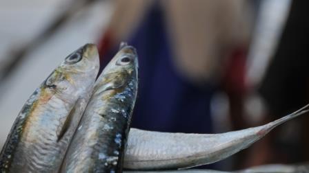 sardine2