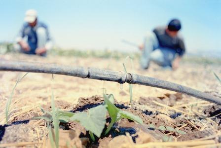 irrigation_goutte_a_goutte_israel