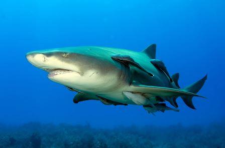 requin