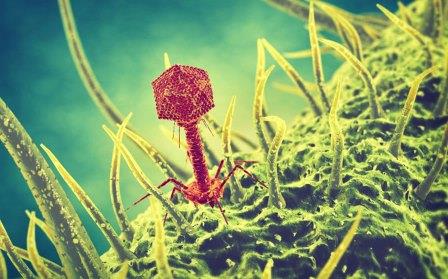 actumnc1702_phage