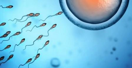 spermatozoides
